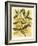 French Magnolia-Samuel Curtis-Framed Art Print