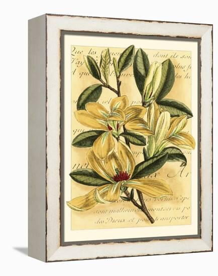 French Magnolia-Samuel Curtis-Framed Stretched Canvas