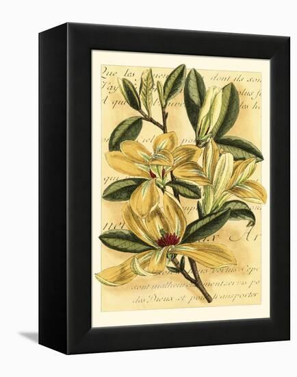 French Magnolia-Samuel Curtis-Framed Stretched Canvas