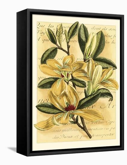 French Magnolia-Samuel Curtis-Framed Stretched Canvas