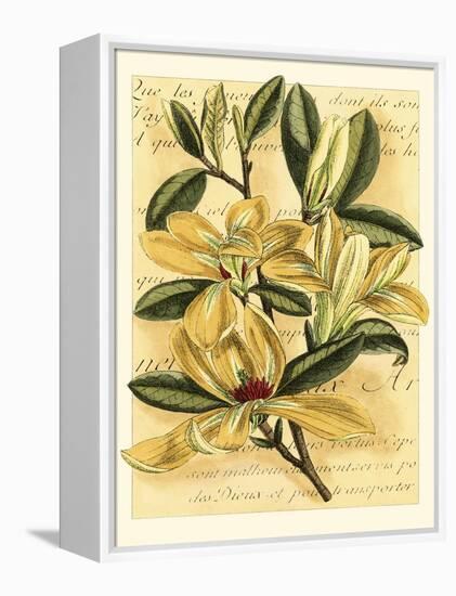 French Magnolia-Samuel Curtis-Framed Stretched Canvas