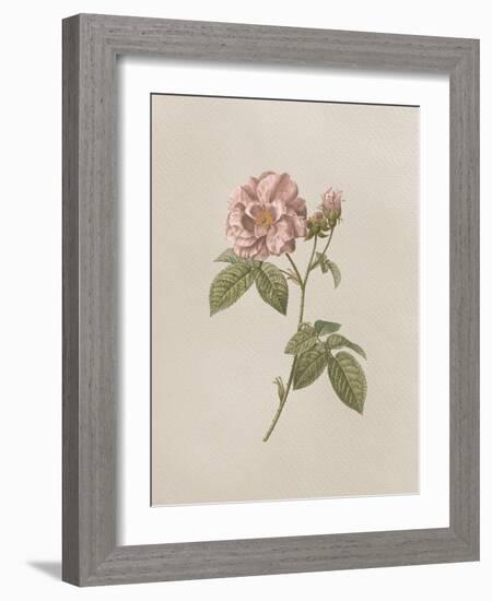 French Market Floral II-Wild Apple Portfolio-Framed Art Print