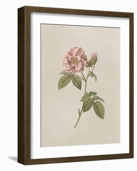 French Market Floral II-Wild Apple Portfolio-Framed Art Print