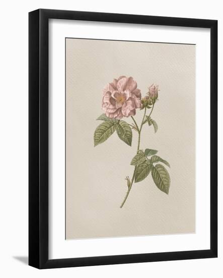 French Market Floral II-Wild Apple Portfolio-Framed Art Print