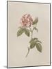 French Market Floral II-Wild Apple Portfolio-Mounted Art Print