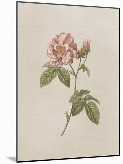 French Market Floral II-Wild Apple Portfolio-Mounted Art Print