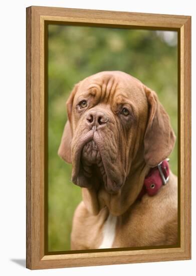 French Mastiff Dog-null-Framed Premier Image Canvas