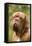 French Mastiff Dog-null-Framed Premier Image Canvas