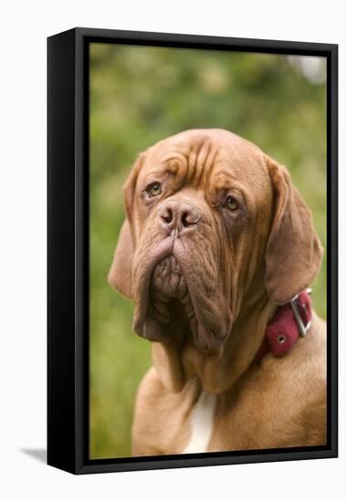 French Mastiff Dog-null-Framed Premier Image Canvas