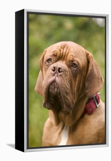 French Mastiff Dog-null-Framed Premier Image Canvas