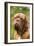 French Mastiff Dog-null-Framed Photographic Print