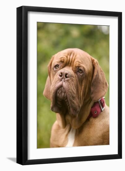 French Mastiff Dog-null-Framed Photographic Print