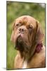 French Mastiff Dog-null-Mounted Photographic Print