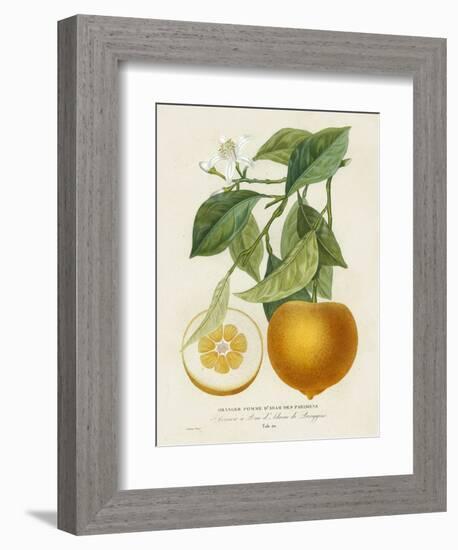 French Orange Botanical I-A. Risso-Framed Premium Giclee Print