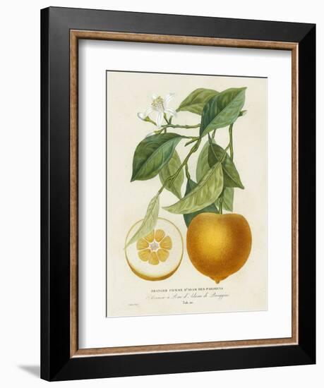 French Orange Botanical I-A. Risso-Framed Premium Giclee Print