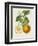 French Orange Botanical I-A. Risso-Framed Premium Giclee Print