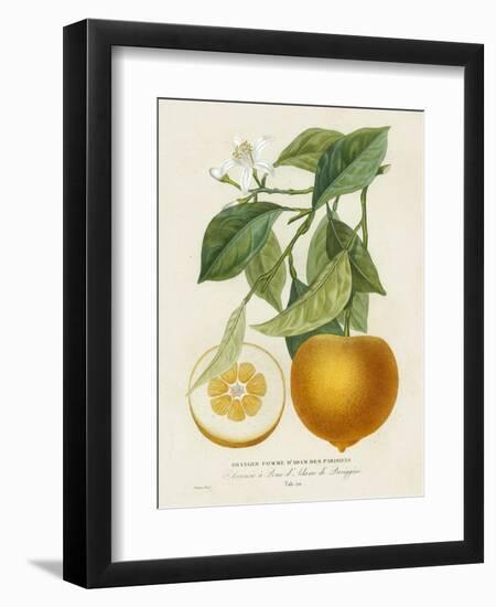 French Orange Botanical I-A. Risso-Framed Premium Giclee Print