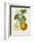French Orange Botanical I-A. Risso-Framed Premium Giclee Print