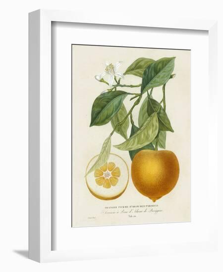 French Orange Botanical I-A. Risso-Framed Premium Giclee Print