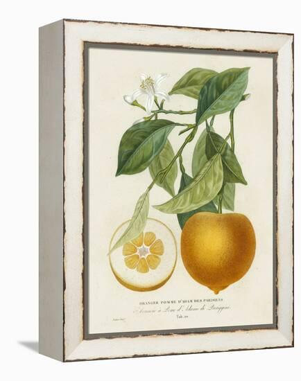 French Orange Botanical I-A. Risso-Framed Stretched Canvas