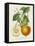 French Orange Botanical I-A. Risso-Framed Stretched Canvas