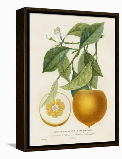 French Orange Botanical I-A. Risso-Framed Stretched Canvas