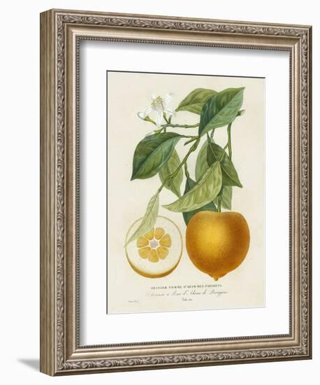 French Orange Botanical I-A. Risso-Framed Art Print