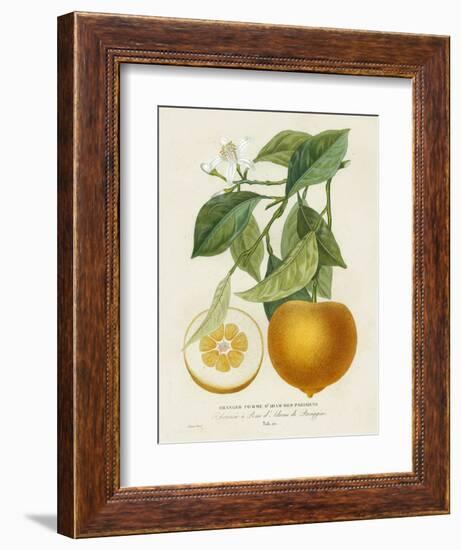 French Orange Botanical I-A. Risso-Framed Art Print