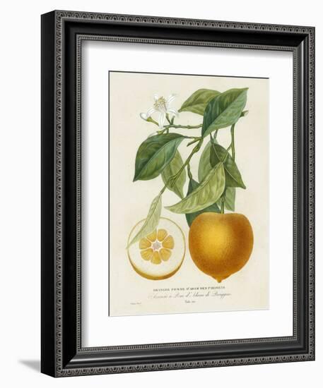 French Orange Botanical I-A. Risso-Framed Art Print