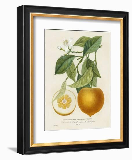 French Orange Botanical I-A. Risso-Framed Art Print