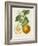 French Orange Botanical I-A. Risso-Framed Art Print