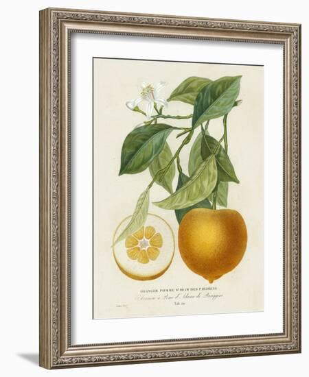 French Orange Botanical I-A. Risso-Framed Art Print