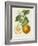 French Orange Botanical I-A. Risso-Framed Art Print