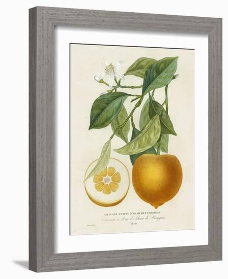 French Orange Botanical I-A. Risso-Framed Art Print