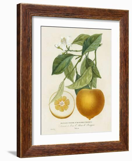 French Orange Botanical I-A. Risso-Framed Art Print