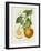 French Orange Botanical I-A. Risso-Framed Art Print