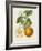 French Orange Botanical I-A. Risso-Framed Art Print