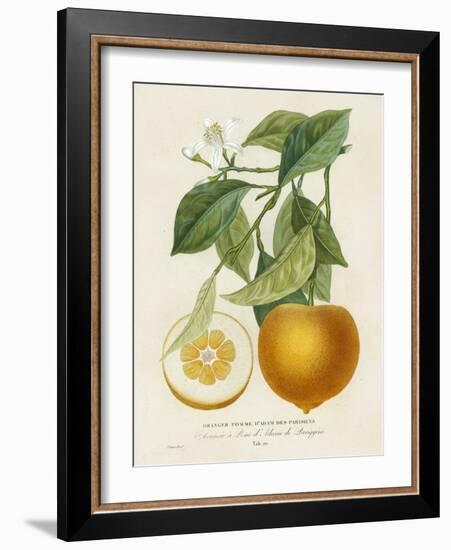 French Orange Botanical I-A. Risso-Framed Art Print