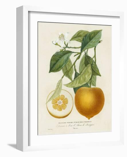 French Orange Botanical I-A. Risso-Framed Art Print