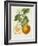 French Orange Botanical I-A. Risso-Framed Art Print