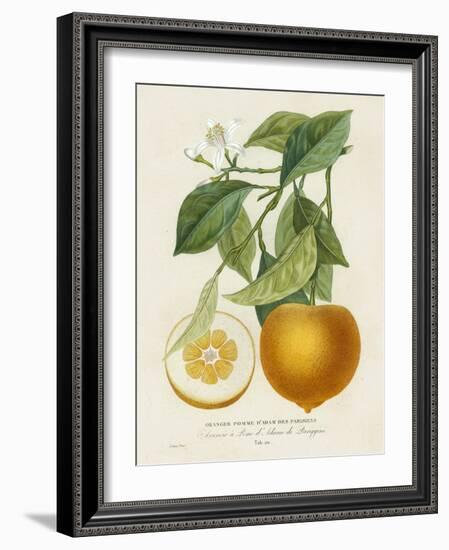 French Orange Botanical I-A. Risso-Framed Art Print