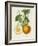 French Orange Botanical I-A. Risso-Framed Art Print