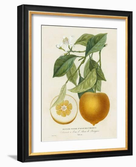 French Orange Botanical I-A. Risso-Framed Art Print