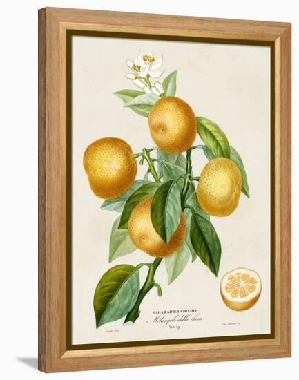 French Orange Botanical III-A. Risso-Framed Stretched Canvas
