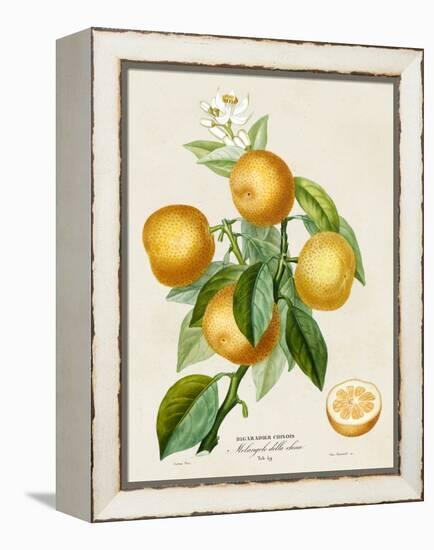 French Orange Botanical III-A. Risso-Framed Stretched Canvas