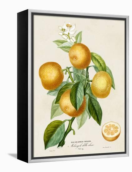 French Orange Botanical III-A. Risso-Framed Stretched Canvas