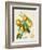 French Orange Botanical III-A. Risso-Framed Premium Giclee Print