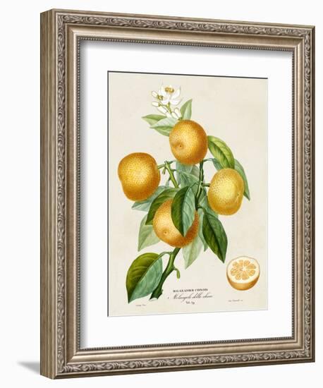 French Orange Botanical III-A. Risso-Framed Premium Giclee Print