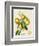 French Orange Botanical III-A. Risso-Framed Premium Giclee Print