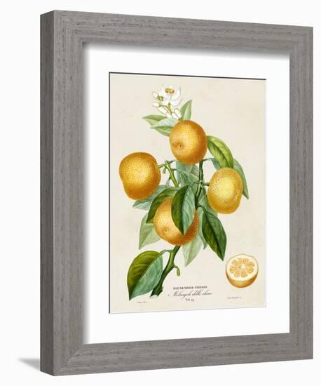 French Orange Botanical III-A. Risso-Framed Premium Giclee Print